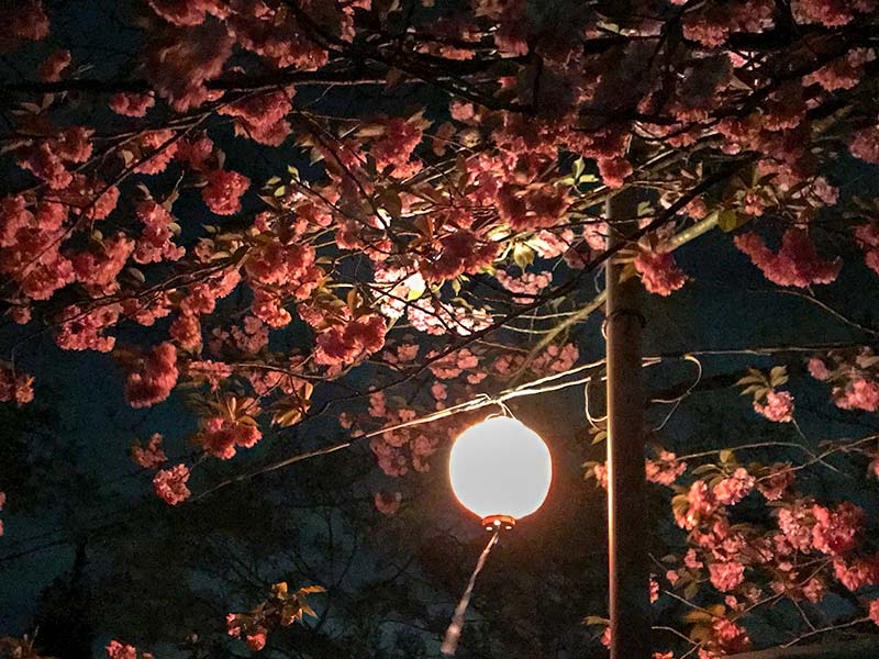 倶利伽羅不動寺・八重桜