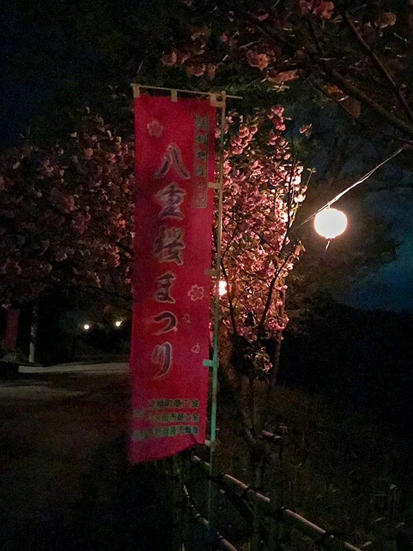 倶利伽羅不動寺・八重桜
