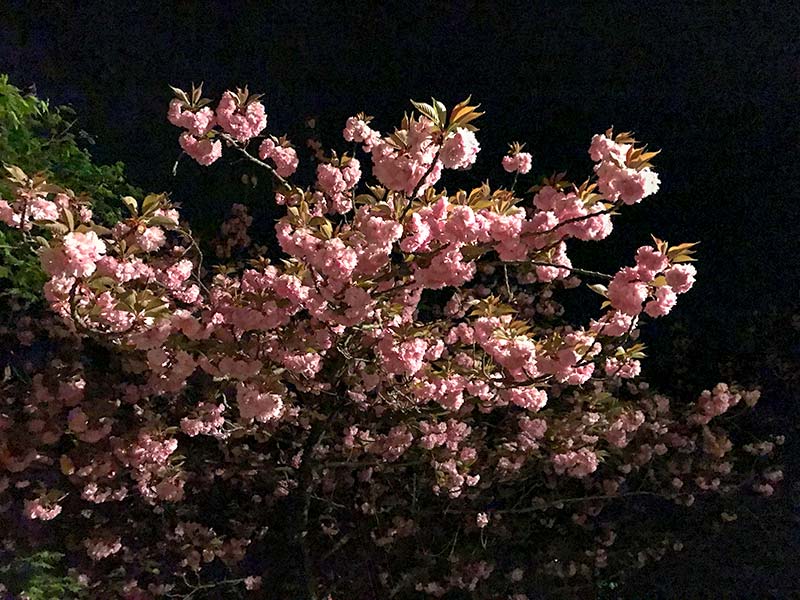 倶利伽羅不動寺・八重桜