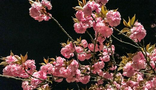 平成最後の日に倶利伽羅不動寺に八重桜のライトアップを見に行ってきた