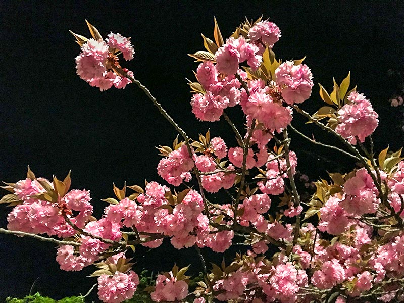 倶利伽羅不動寺・八重桜