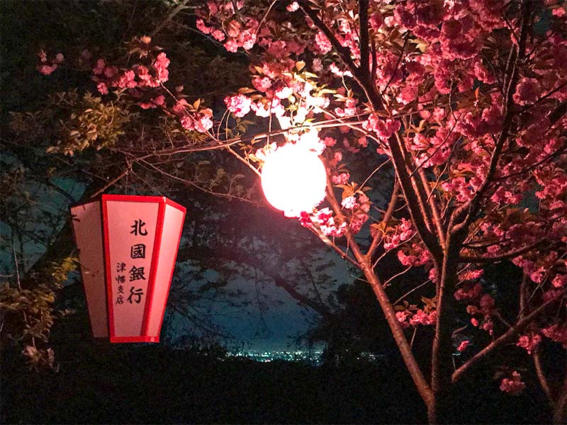 倶利伽羅不動寺・八重桜