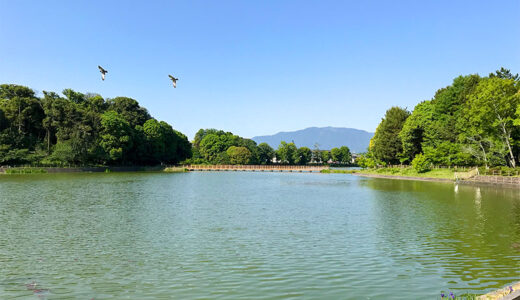 【奈良】橿原神宮のおすすめ散策スポット「深田池（ふかだいけ）」