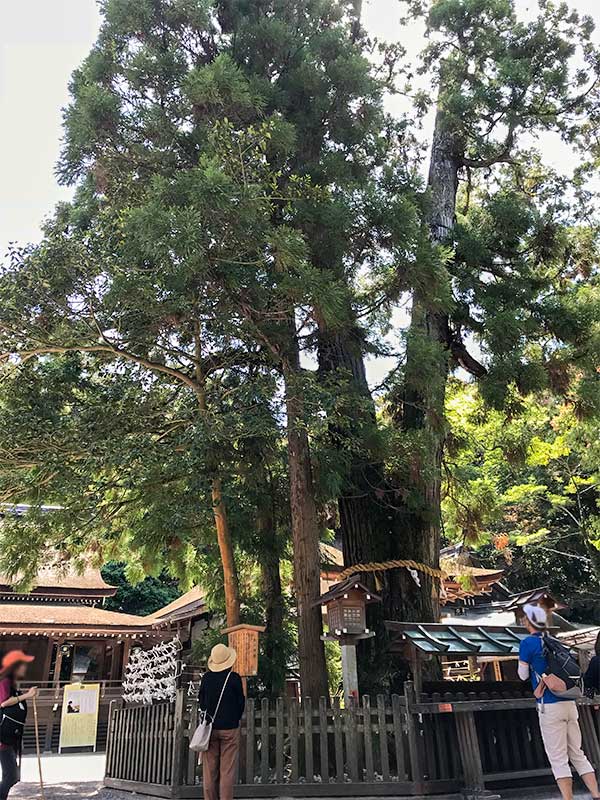 奈良・大神神社・巳の神杉