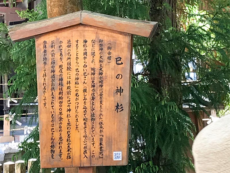 奈良・大神神社・巳の神杉