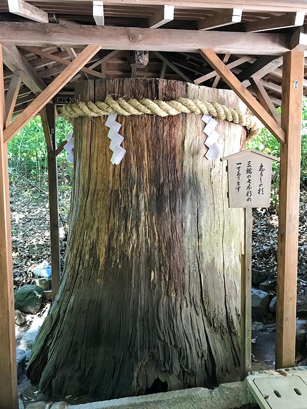 奈良・大神神社・しるしの杉