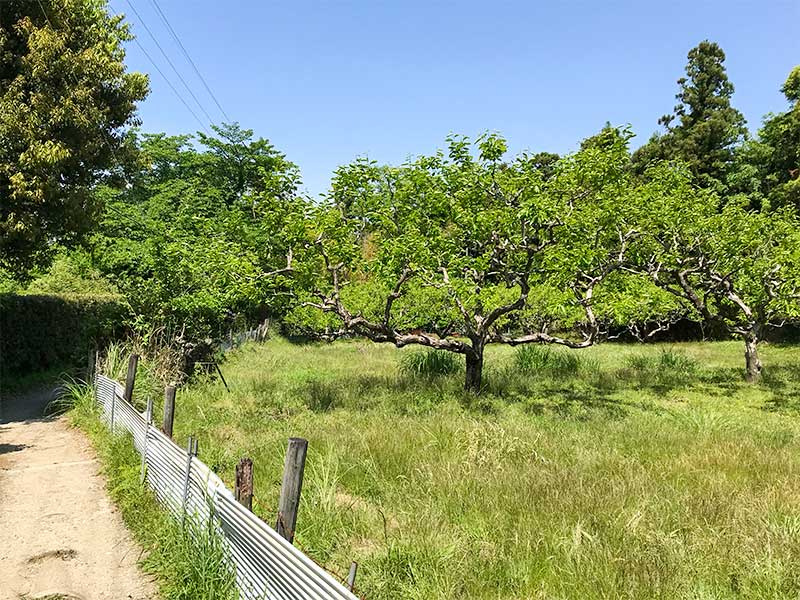 奈良・山の辺の道