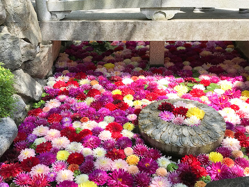 奈良岡寺（龍蓋寺）ダリア