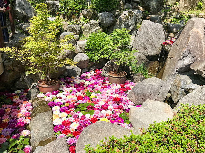 奈良岡寺（龍蓋寺）ダリア