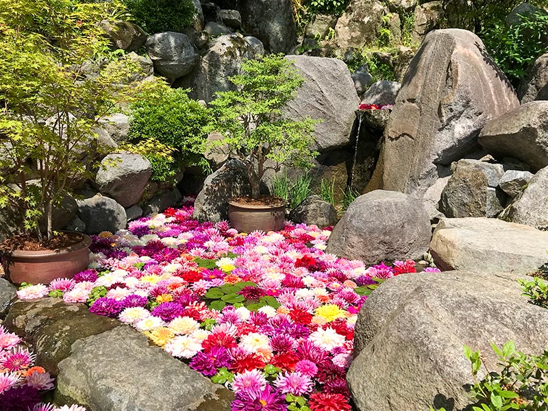 奈良岡寺（龍蓋寺）ダリア