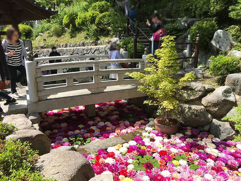 奈良岡寺（龍蓋寺）ダリア