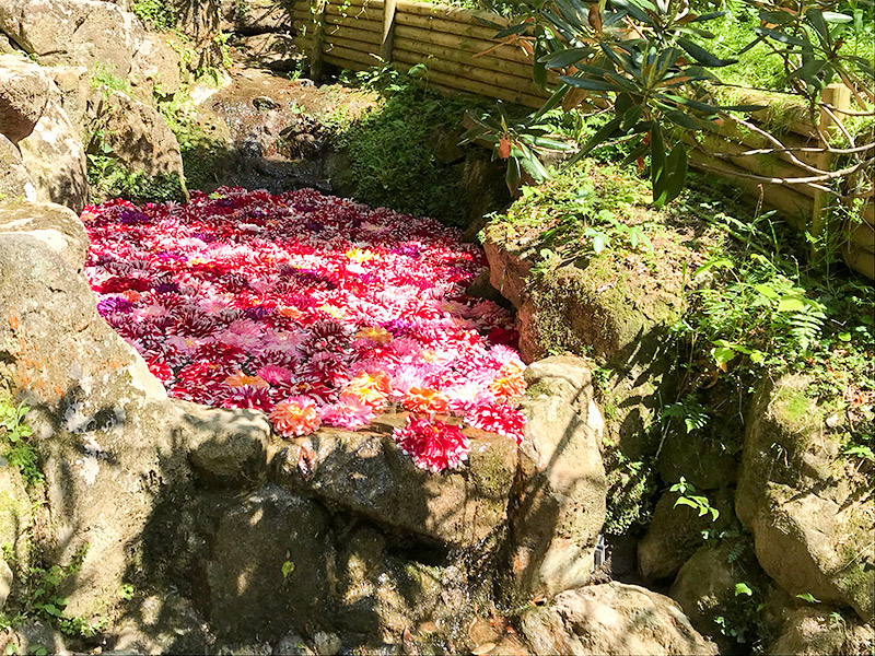 奈良岡寺（龍蓋寺）ダリア