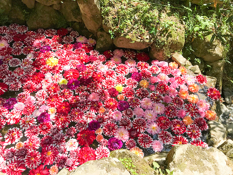 奈良岡寺（龍蓋寺）ダリア