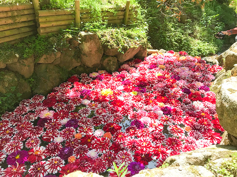 奈良・岡寺（龍蓋寺）ダリア