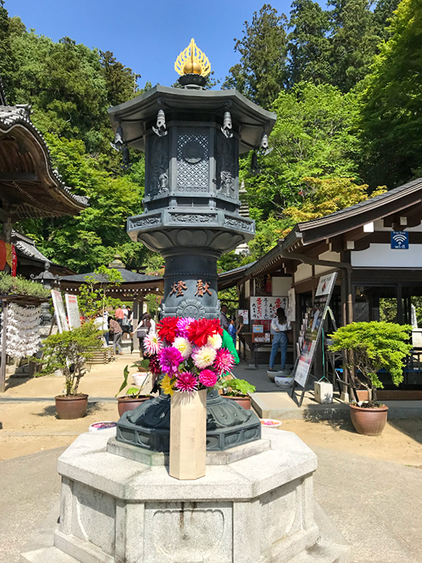 奈良岡寺（龍蓋寺）ダリア