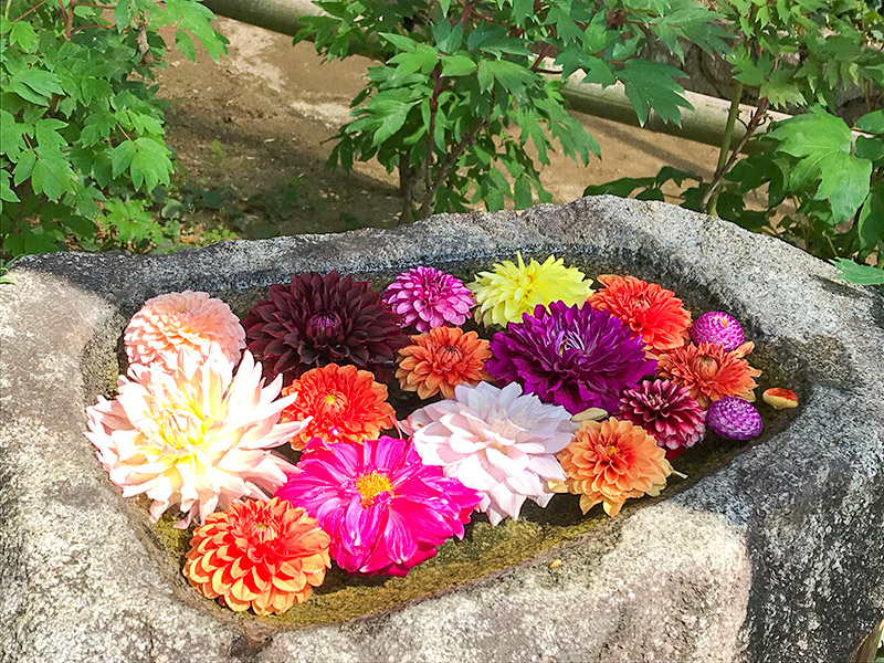 奈良岡寺（龍蓋寺）ダリア