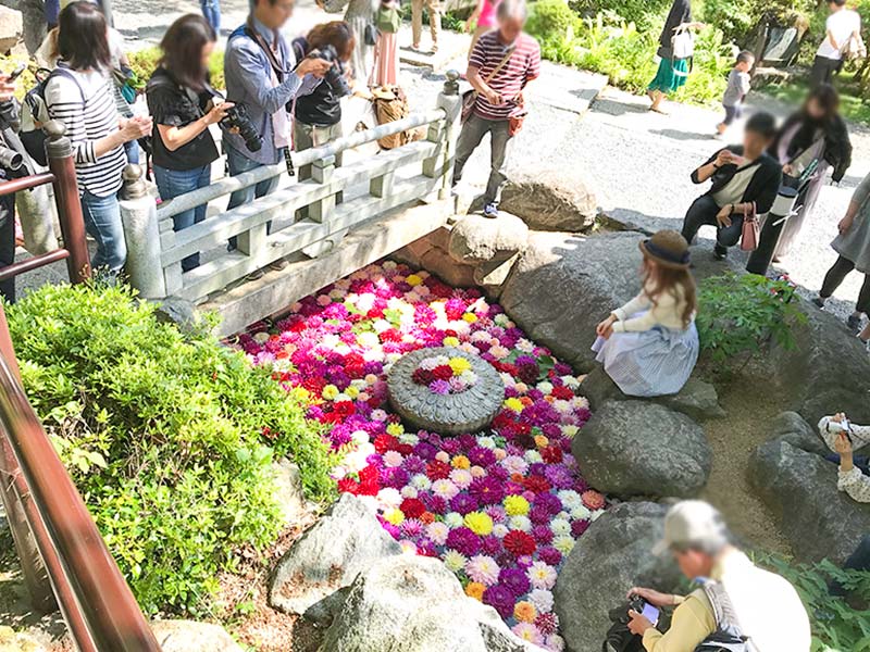 奈良岡寺（龍蓋寺）ダリア