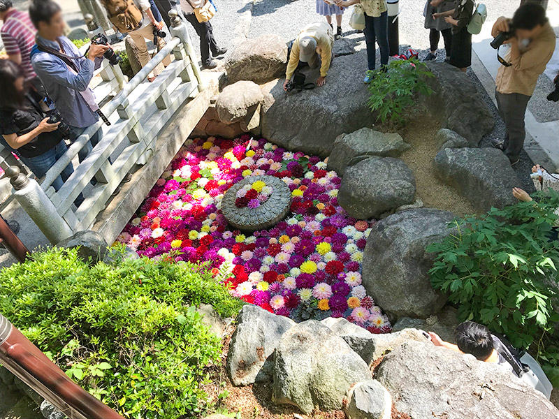 奈良岡寺（龍蓋寺）ダリア