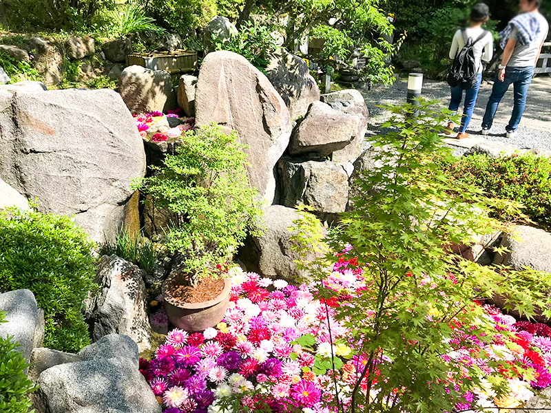 奈良岡寺（龍蓋寺）ダリア