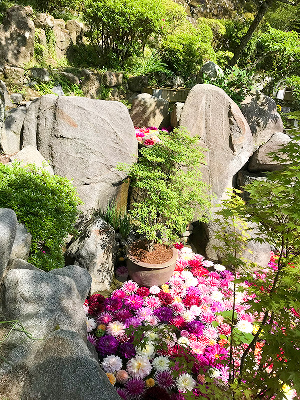 奈良岡寺（龍蓋寺）ダリア