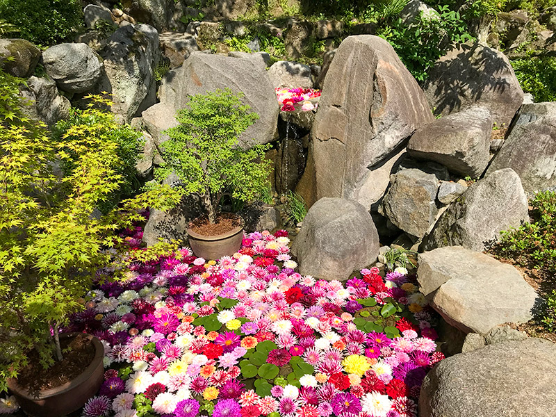 奈良岡寺（龍蓋寺）ダリア