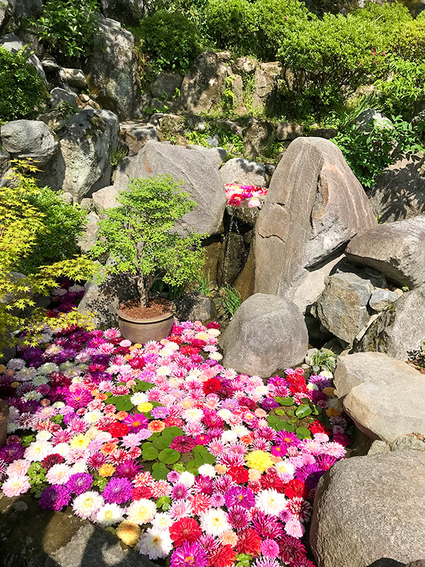 奈良岡寺（龍蓋寺）ダリア