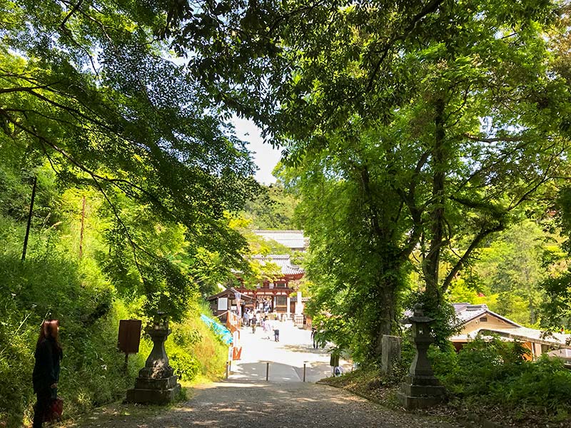 奈良岡寺（龍蓋寺）ダリア