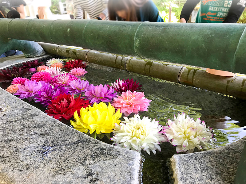 奈良岡寺（龍蓋寺）ダリア