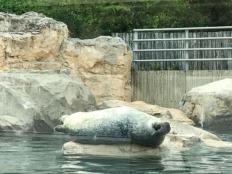 いしかわ動物園ゴマフアザラシ