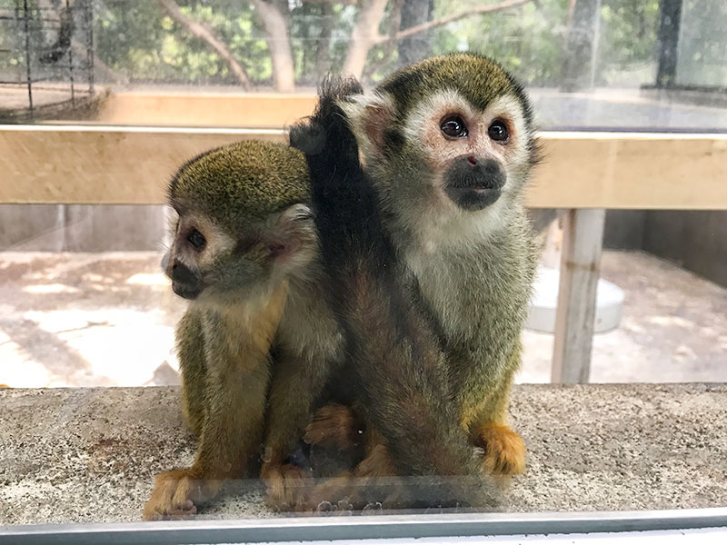 いしかわ動物園リスザル