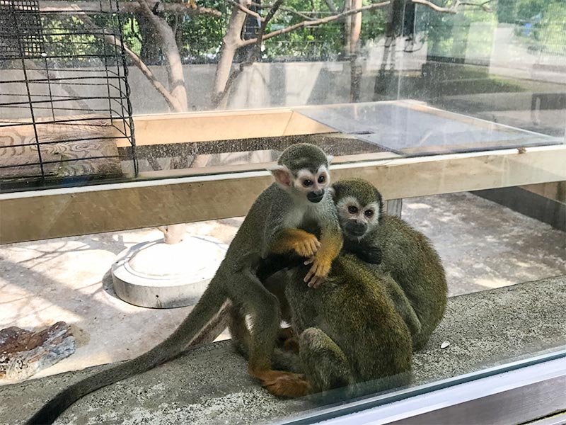 いしかわ動物園リスザル