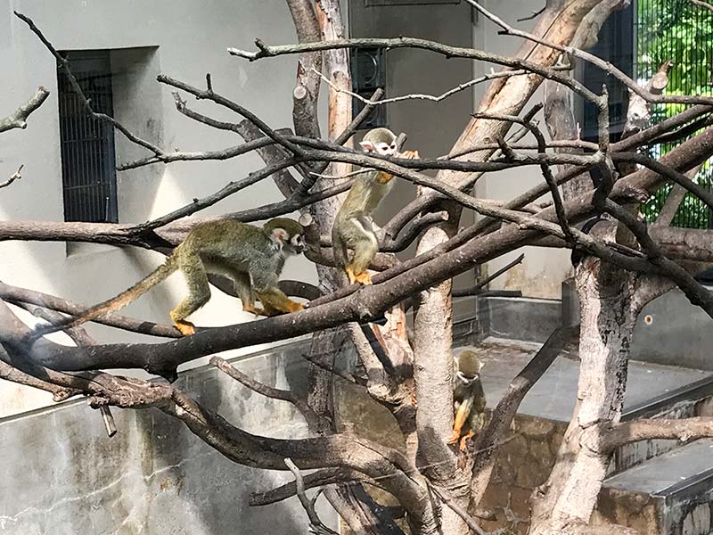 いしかわ動物園リスザル