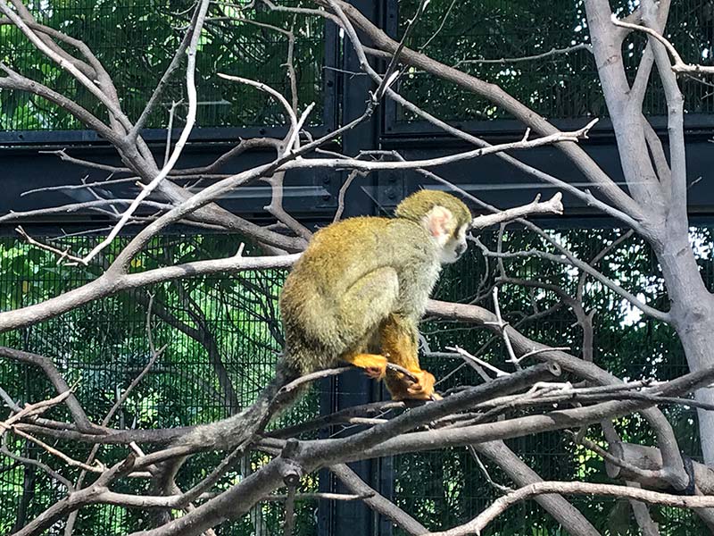 いしかわ動物園リスザル