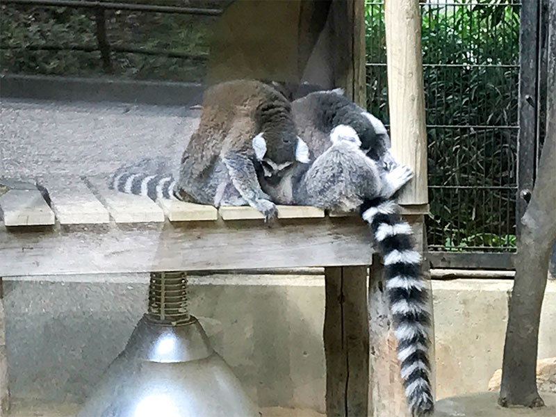 いしかわ動物園ワオキツネザル