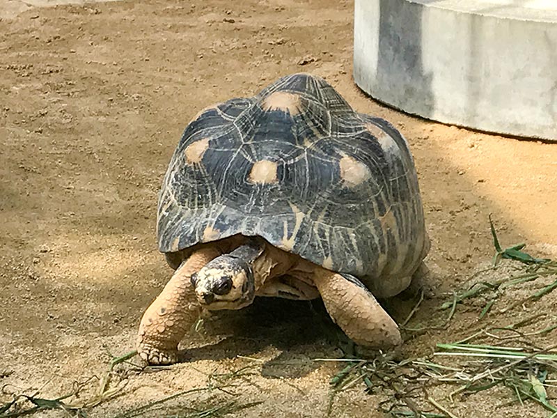 いしかわ動物園カメ