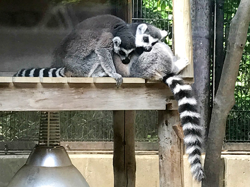 いしかわ動物園ワオキツネザル