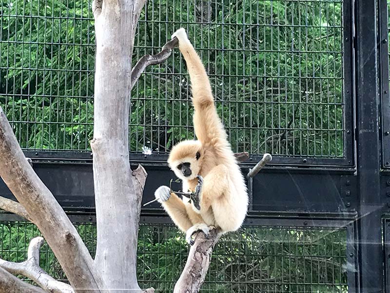 いしかわ動物園テナガザル