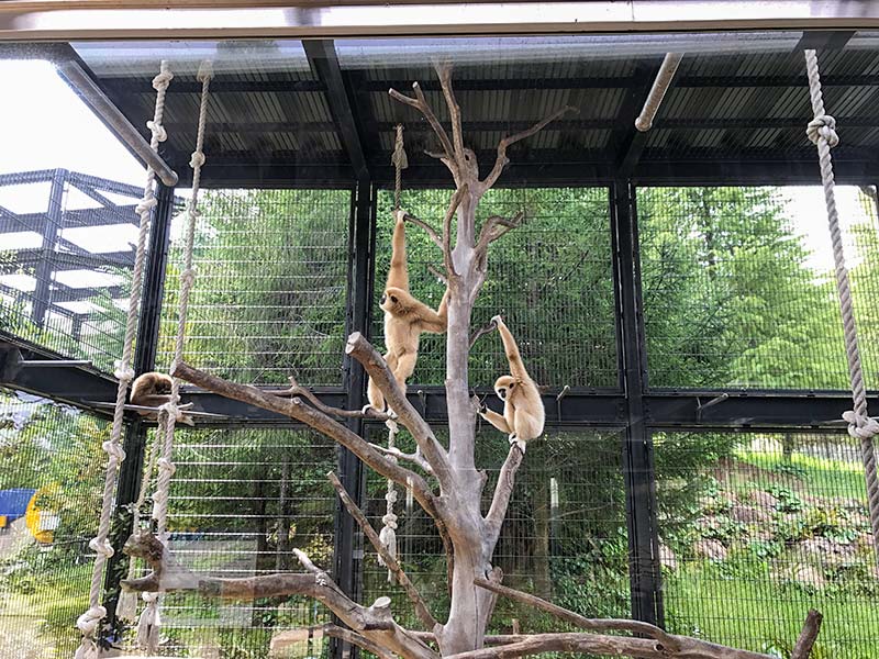 いしかわ動物園テナガザル