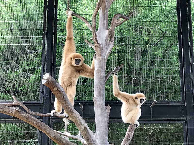 いしかわ動物園テナガザル