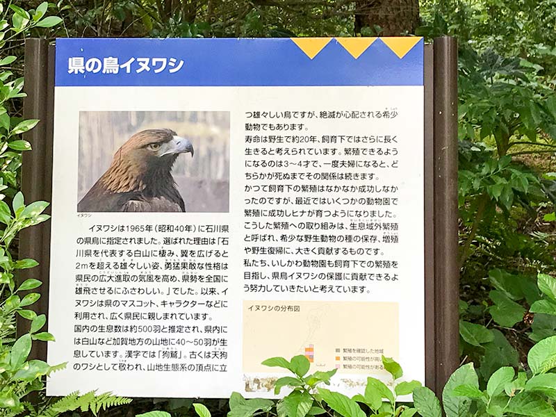 いしかわ動物園イヌワシ