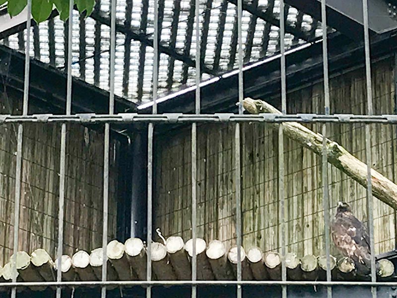 いしかわ動物園イヌワシ