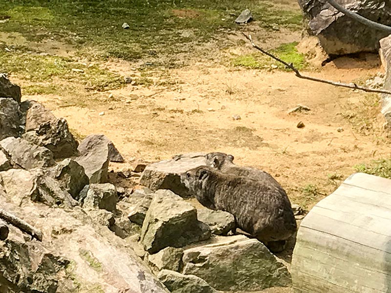 いしかわ動物園ケープハイラックス