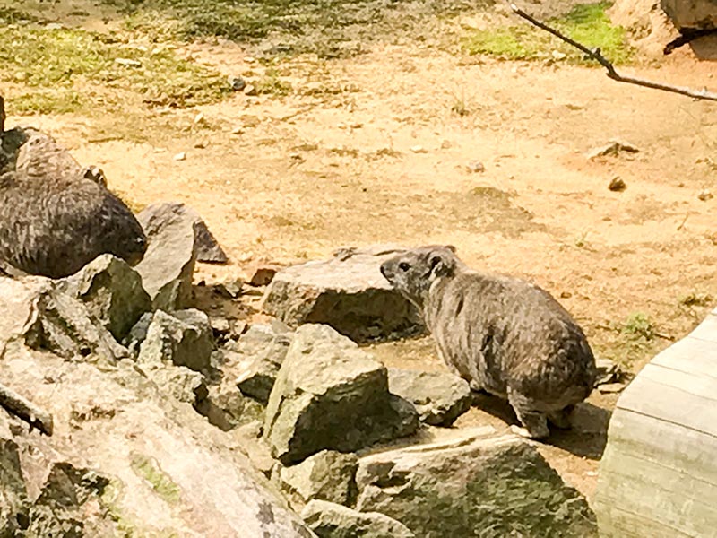 いしかわ動物園ケープハイラックス