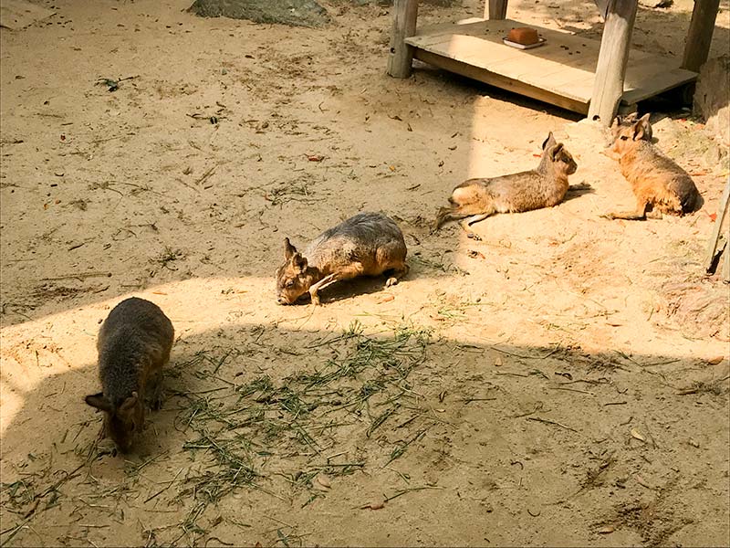 いしかわ動物園ケープハイラックス