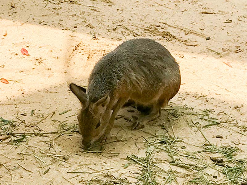 いしかわ動物園マーラ