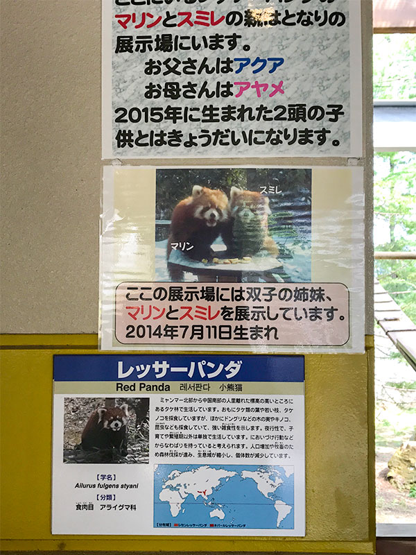 いしかわ動物園レッサーパンダ