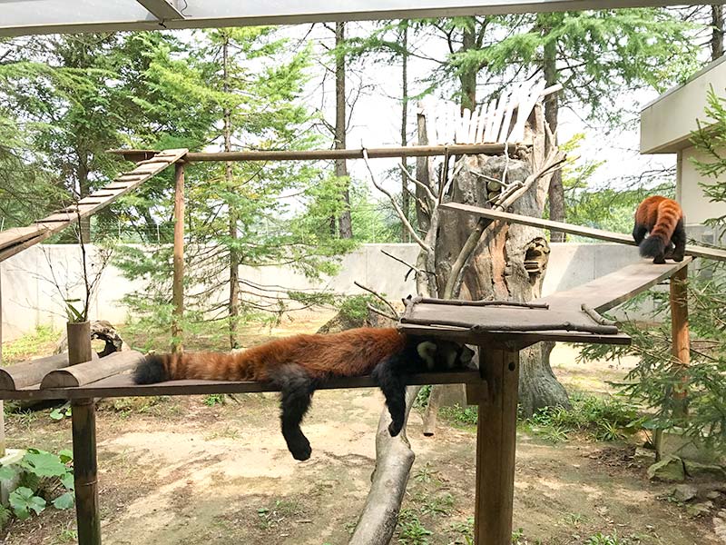 いしかわ動物園レッサーパンダ