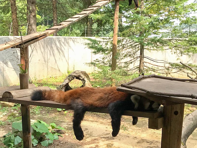 いしかわ動物園レッサーパンダ