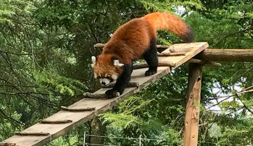 いしかわ動物園が思いの外楽しくて篆書ながり過ぎた結果、途中でスマホの充電がなくなる