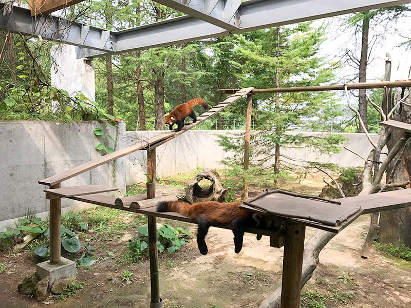 いしかわ動物園レッサーパンダ